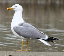 Yellow-legged Gull