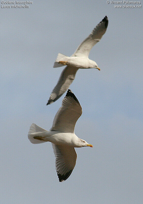 Yellow-legged Gulladult