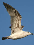 Yellow-legged Gull