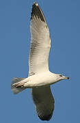 Yellow-legged Gull