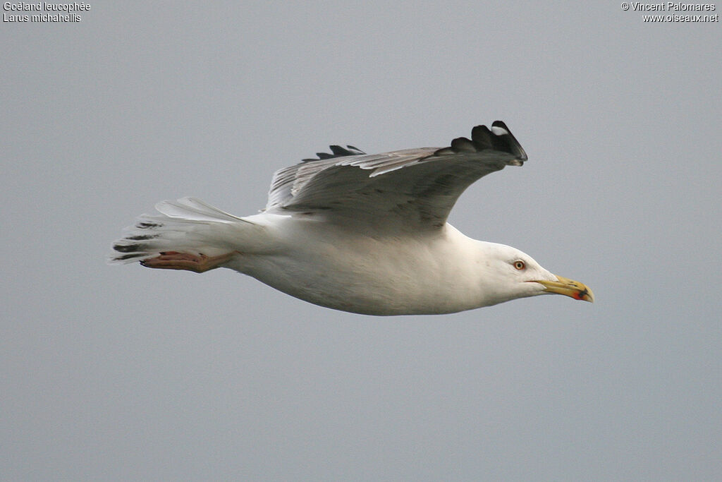 Yellow-legged Gull