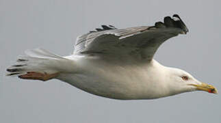 Yellow-legged Gull