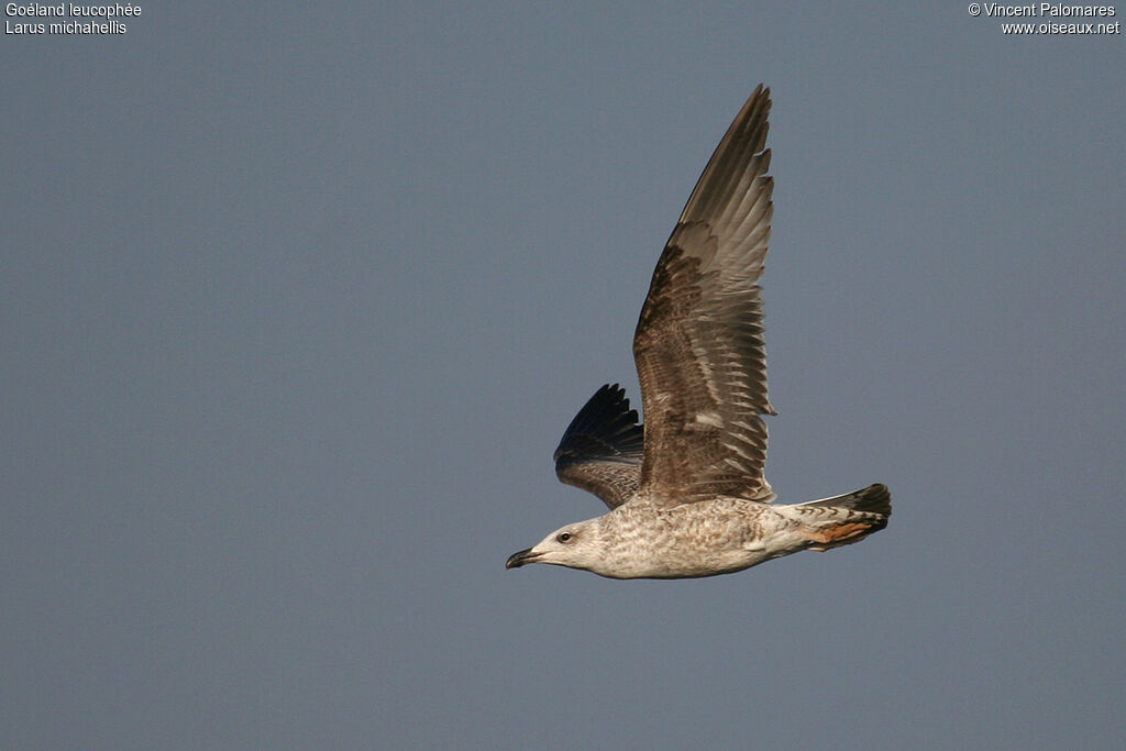 Yellow-legged Gull