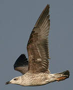 Yellow-legged Gull