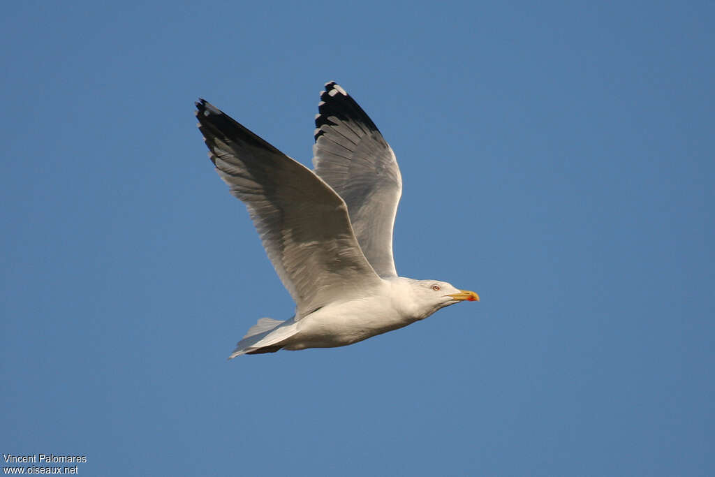 Yellow-legged Gulladult, pigmentation, Flight