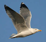 Yellow-legged Gull