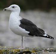 Great Black-backed Gull