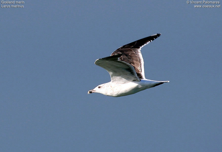 Great Black-backed Gull