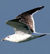 Great Black-backed Gull