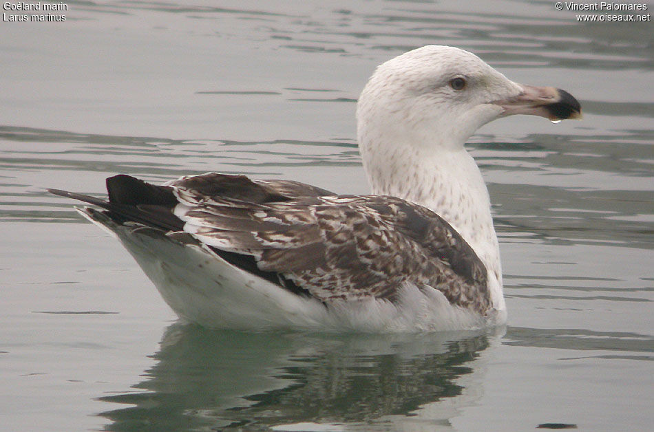 Great Black-backed Gull