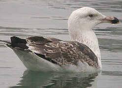 Great Black-backed Gull