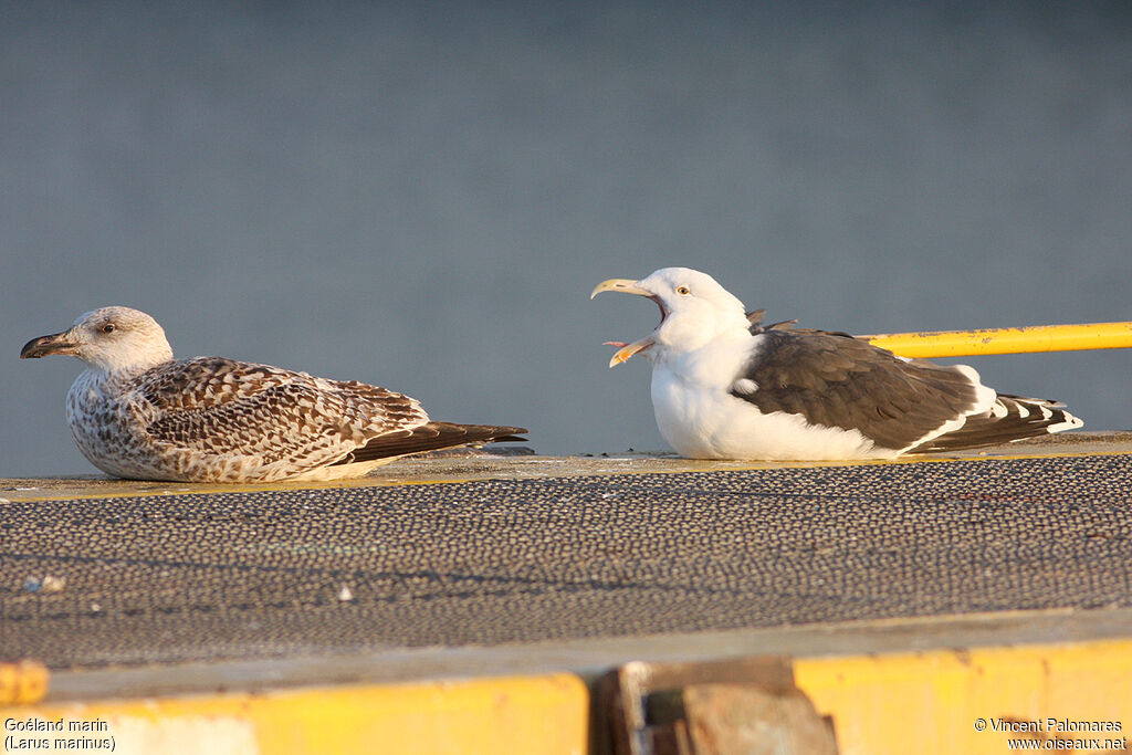 Great Black-backed Gull