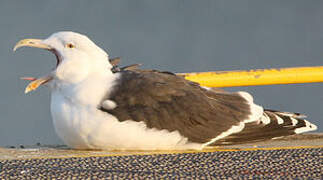 Great Black-backed Gull