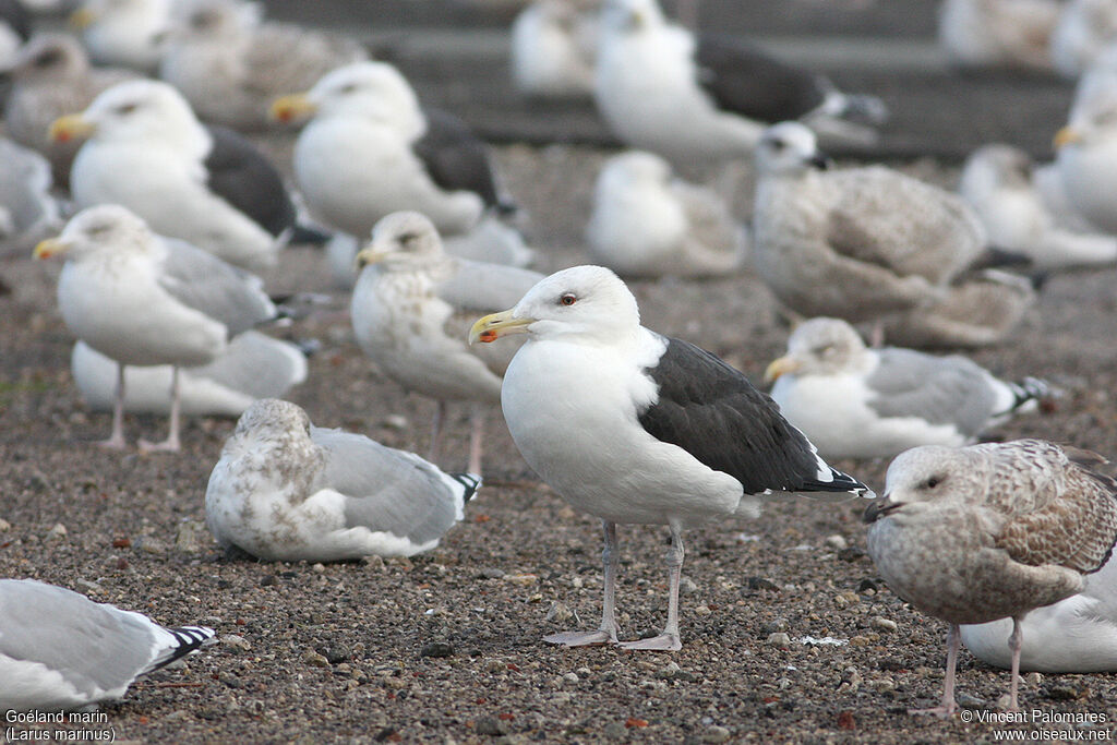 Great Black-backed Gulladult