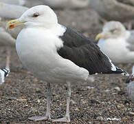 Great Black-backed Gull