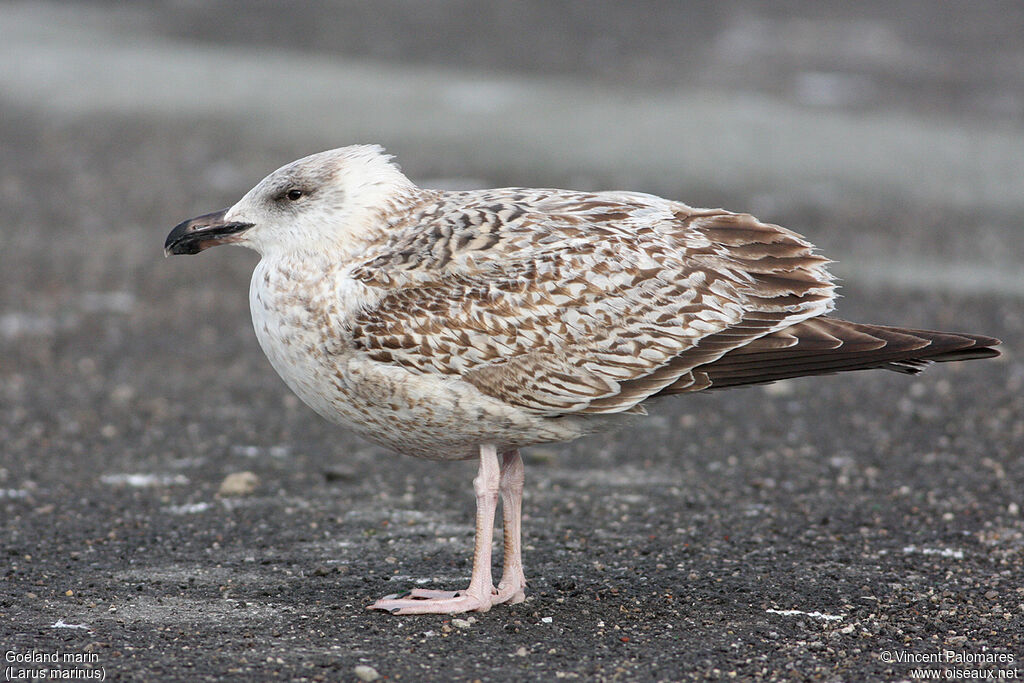 Great Black-backed GullFirst year