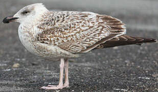 Great Black-backed Gull