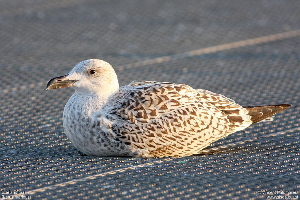 Great Black-backed GullFirst year