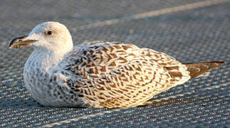 Great Black-backed Gull