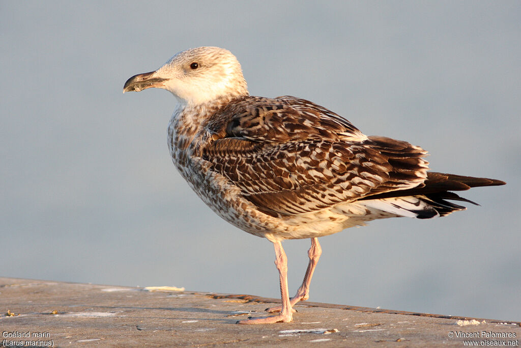 Great Black-backed GullSecond year