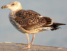 Great Black-backed Gull