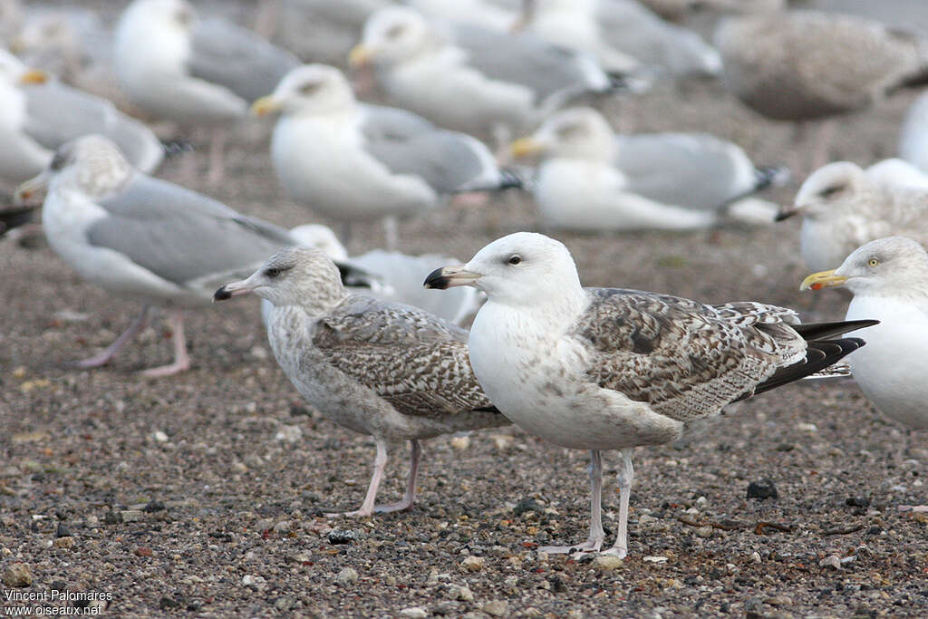 Great Black-backed GullSecond year