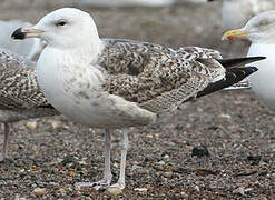 Great Black-backed Gull