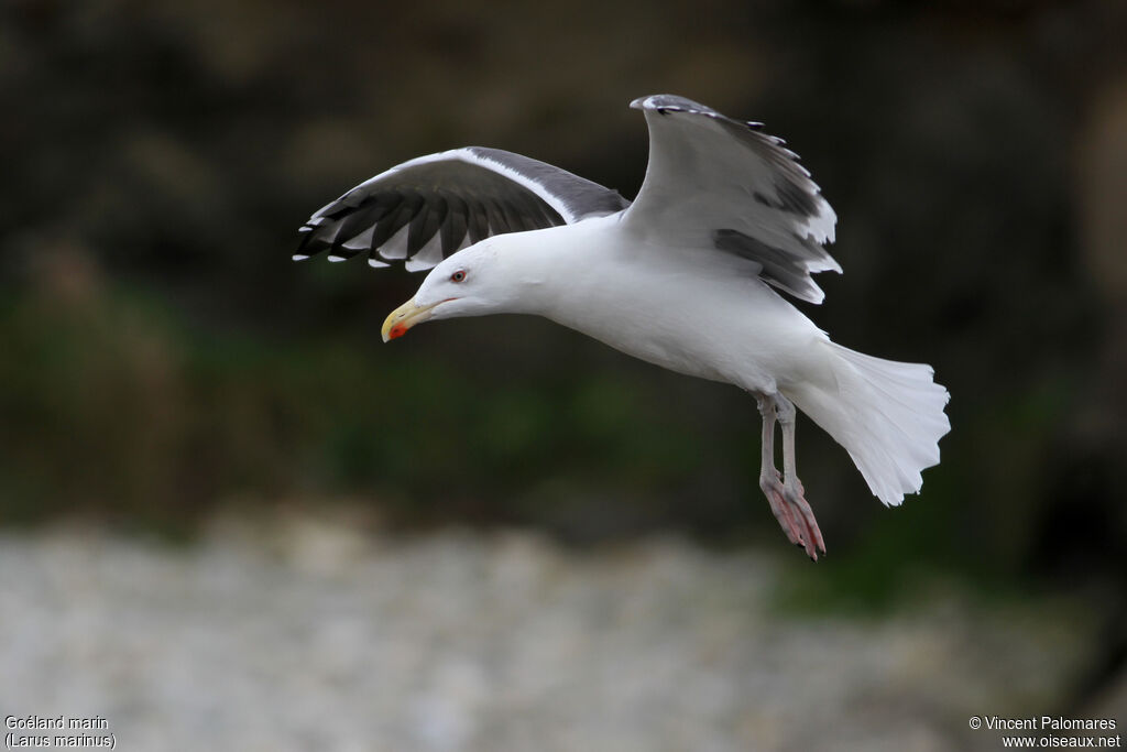 Great Black-backed Gulladult, Flight