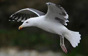 Great Black-backed Gull