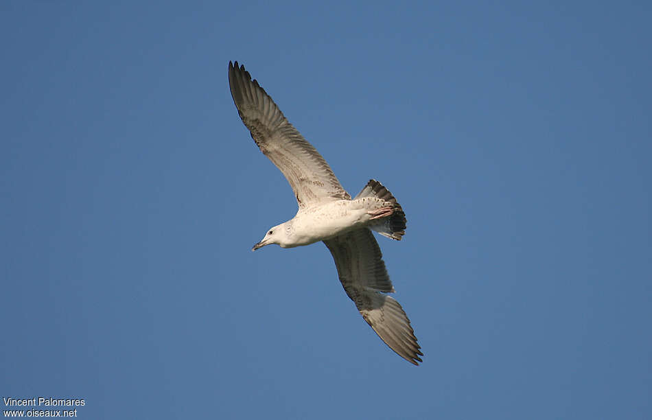 Caspian GullSecond year, pigmentation, Flight