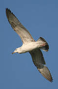 Caspian Gull