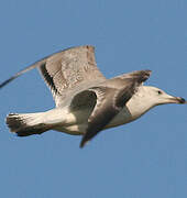 Caspian Gull