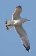 Caspian Gull