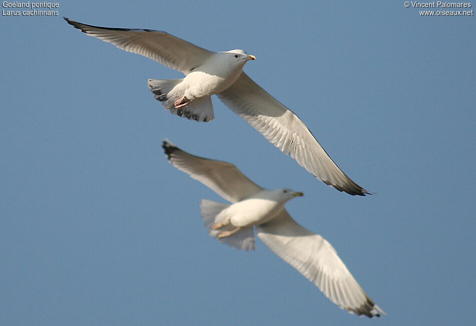 Caspian Gull