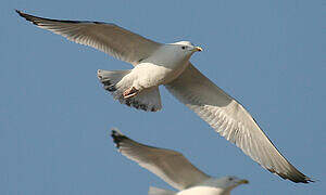 Caspian Gull