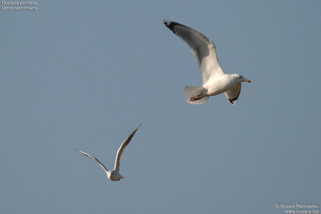 Caspian Gull