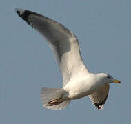 Caspian Gull