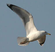 Caspian Gull