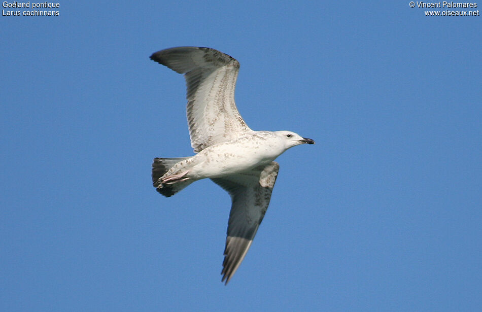 Goéland pontique