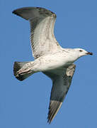 Caspian Gull