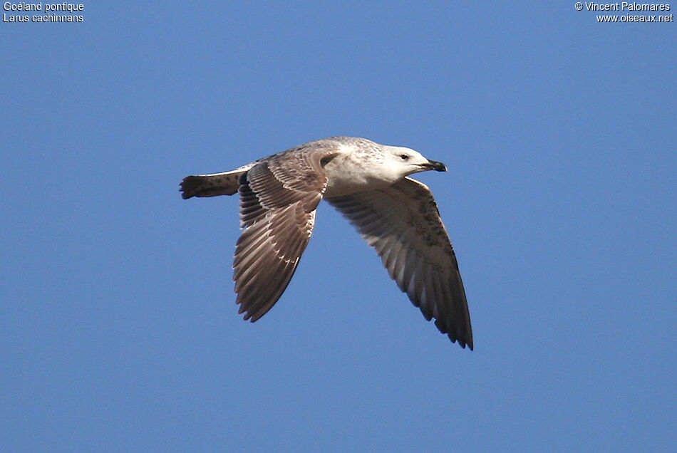 Caspian Gull