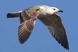 Caspian Gull