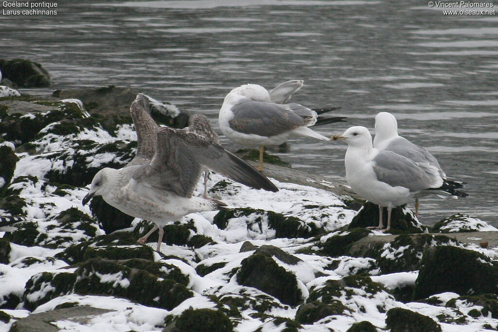 Caspian Gull