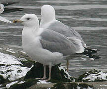 Caspian Gull