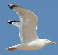 Caspian Gull