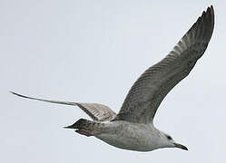 Caspian Gull