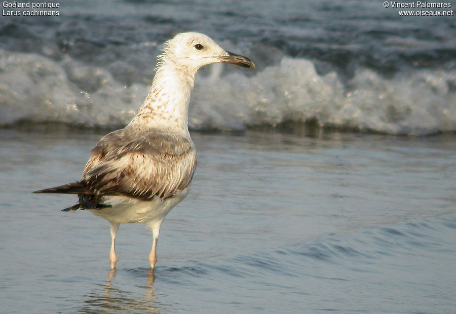 Caspian GullSecond year