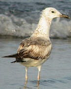 Caspian Gull