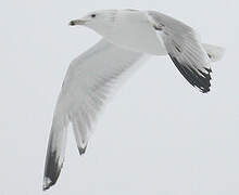 Caspian Gull