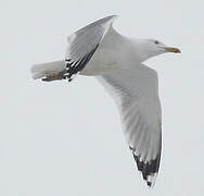 Caspian Gull